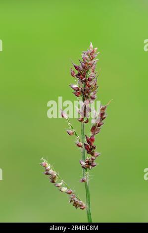 Barnyard Grass, North Rhine-Westphalia, Germany, Barnyardgrass, Cockspur (Echinochloa crus-galli) Grass Stock Photo