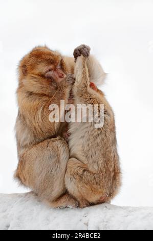 Barbary macaque (Macaca sylvanus), female with young (Macaca sylvana), maggot Stock Photo