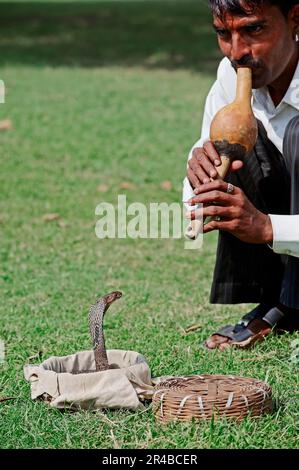 Snake charmer with Spectacled Cobra (Naja naja), New Delhi, India, Indian Cobra, Common Cobra, Asian Cobra, New Dehli Stock Photo