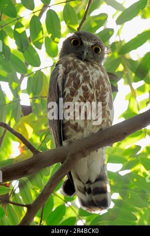Brown Hawk Owl (Ninox scutulata), Uttar Pradesh, India Stock Photo