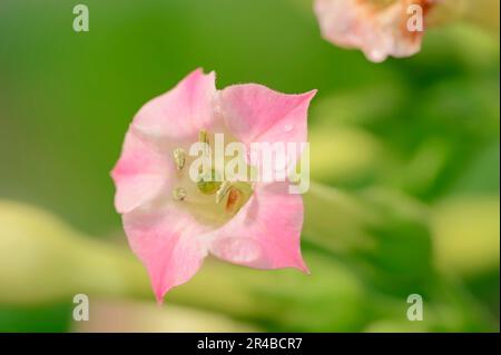 Virgin tobacco (Nicotiana tabacum), cultivated tobacco, real tobacco Stock Photo