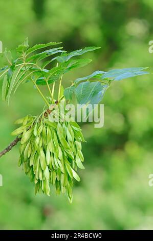 European ash (Fraxinus excelsior), North Rhine-Westphalia, Germany ...