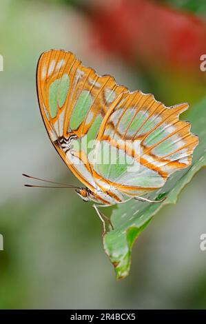 Malachite butterfly (Siproeta stelenes), malachite, bamboo page Stock Photo