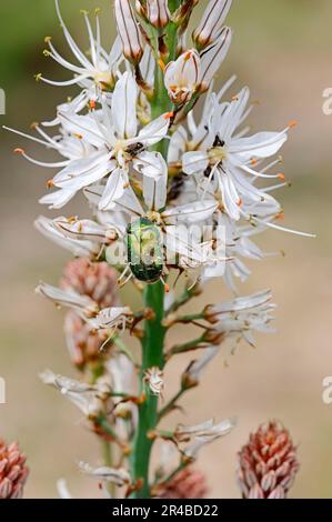 White asphodel (Asphodelus albus), Provence, southern France Stock Photo
