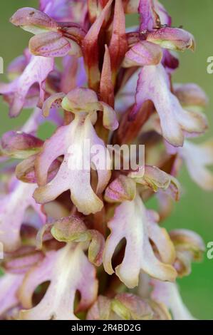 Giant orchid, Provence, Southern France (Orchis robertiana) (Orchis longibracteatum), Giant orchid, Roberts Mastorchis (Himantoglossum robertianum) Stock Photo