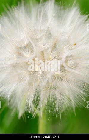 Western salsify (Tragopogon dubius), fruiting, Provence, southern France, flying seed Stock Photo