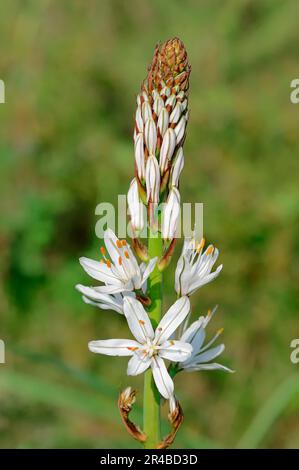 White asphodel (Asphodelus albus), Provence, southern France Stock Photo