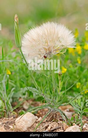 Western salsify (Tragopogon dubius), fruiting stage, Provence, southern France Stock Photo