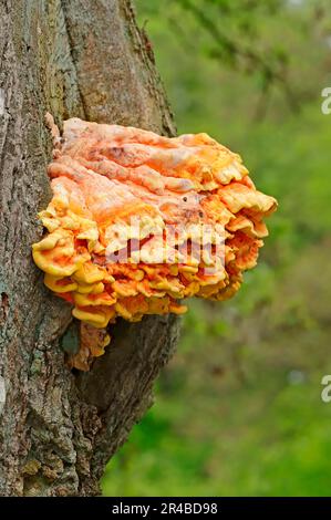 Sulphur Shelf (Laetiporus sulphureus), Netherlands, Chicken of the Woods, Sulphur Polypore, Chicken Mushroom Stock Photo