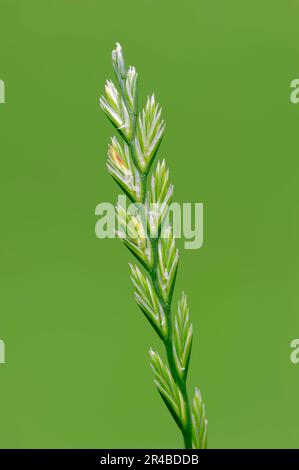 Perennial Ryegrass (Lolium perenne), North Rhine-Westphalia, Germany, English Ryegrass Stock Photo