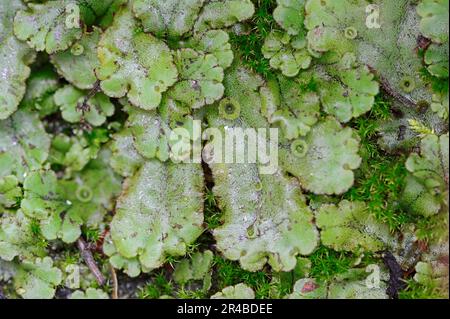 Common Liverwort (Marchantia polymorpha), North Rhine-Westphalia, Germany, Umbrella Liverwort Stock Photo