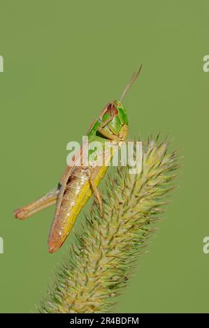 Common Meadow grasshopper (Chorthippus parallelus), female, North Rhine-Westphalia, Germany Stock Photo