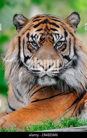 Sumatran tiger, male (Panthera sumatrae), Sumatran tiger (Panthera tigris sumatrae) Stock Photo