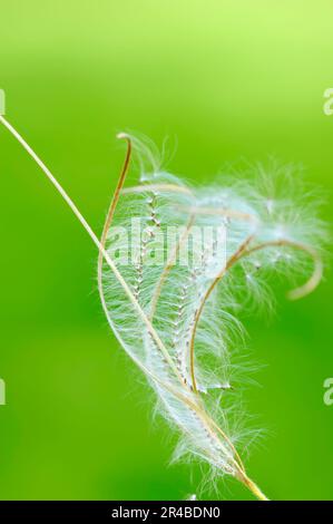 Smallflower Hairy Willowherb (Epilobium parviflorum), seeds, North Rhine-Westphalia, Germany, Small Flowered Willow Herb, Hoary Willowherb, Small Stock Photo