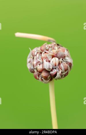 Garlic (Allium sativum), bulbils Stock Photo