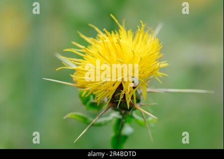 Yellow Star Thistle (Centaurea solstitialis) Stock Photo