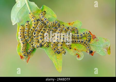 Buff-tip (Phalera bucephala), caterpillars, North Rhine-Westphalia, Germany Stock Photo