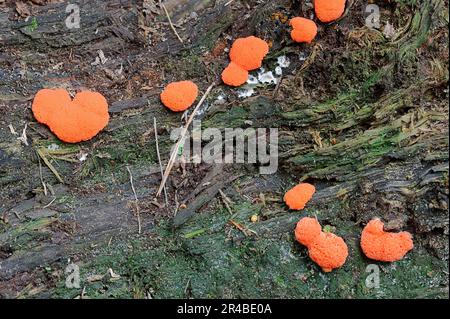Slime Mold, North Rhine-Westphalia, Germany (Tubifera ferruginosa) (Tubifera ferruginea), Slime Mould Stock Photo