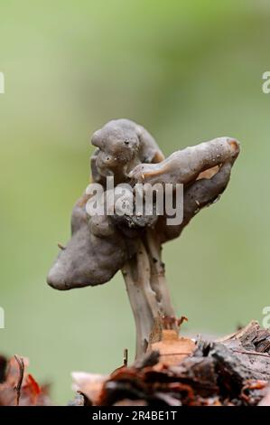 Black Elfin Saddle, North Rhine-Westphalia, Germany, Fluted Black Elfin Saddle (Helvella lacunosa) Stock Photo