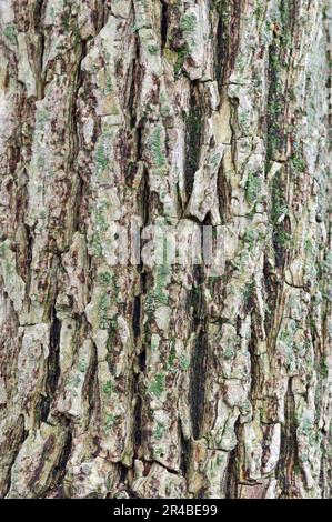 Elder (Sambucus nigra), bark, North Rhine-Westphalia, Holderbusch, Germany Stock Photo