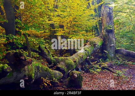 Old beech (Fagus), approx. 400 years old, Sababurg primeval forest nature reserve, Hesse, Germany Stock Photo