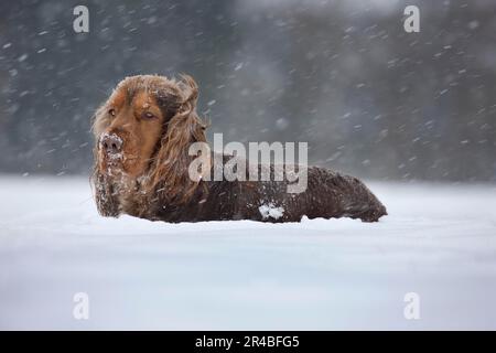 English Cocker Spaniel in deep snow Stock Photo