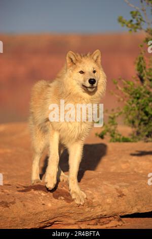 Timbergray wolf (Canis lupus), Monument Valley, Utah, USA Stock Photo