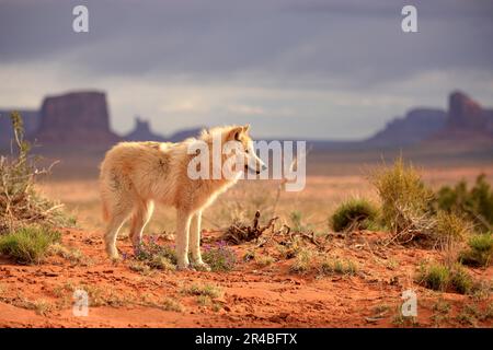 Timbergray wolf (Canis lupus), Monument Valley, Utah, USA Stock Photo