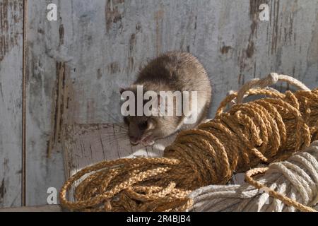 Fat dormouse (Glis glis) in old house Stock Photo