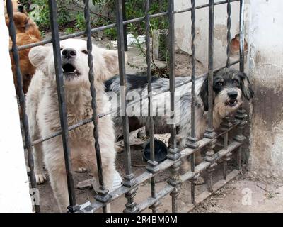 Mixed breed dogs behind gate, Quito, Pinchincha Province, Ecuador Stock Photo