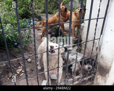 Mixed breed dogs behind gate, Quito, Pinchincha Province, Ecuador Stock Photo