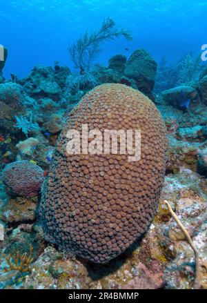 Great star coral (Montastrea cavernosa) Stock Photo