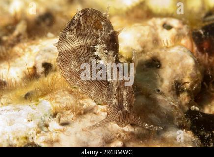 Lined Sea Hare, Carriacou and Petite Martinique, Grenada (Stylocheilus striatus), leeward islands Stock Photo