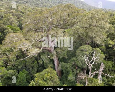 Drone view at the Big Tree of Tsitsikamma National Park on South Africa Stock Photo