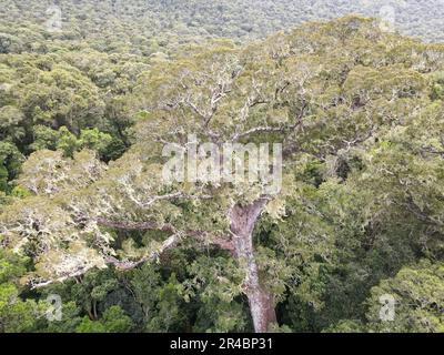 Drone view at the Big Tree of Tsitsikamma National Park on South Africa Stock Photo