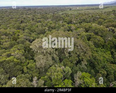 Drone view at the Big Tree of Tsitsikamma National Park on South Africa Stock Photo