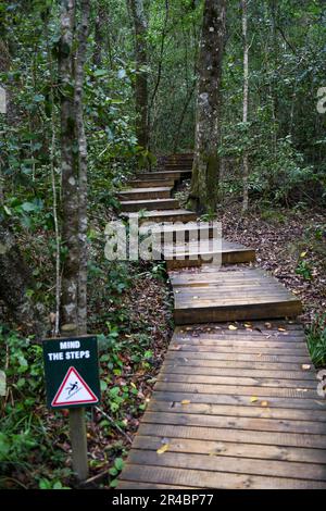 Path of Tsitsikamma National Park on South Africa Stock Photo