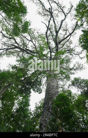 View at the Big Tree of Tsitsikamma National Park on South Africa Stock Photo