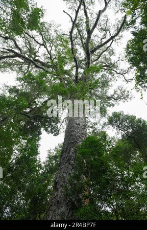 View at the Big Tree of Tsitsikamma National Park on South Africa Stock Photo