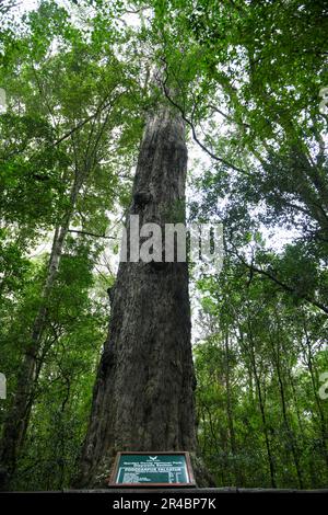 View at the Big Tree of Tsitsikamma National Park on South Africa Stock Photo