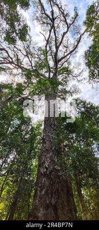 View at the Big Tree of Tsitsikamma National Park on South Africa Stock Photo