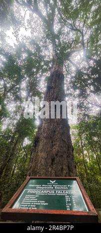 Stormsriver, South Africa - 24 January 2023: View at the Big Tree of Tsitsikamma National Park on South Africa Stock Photo