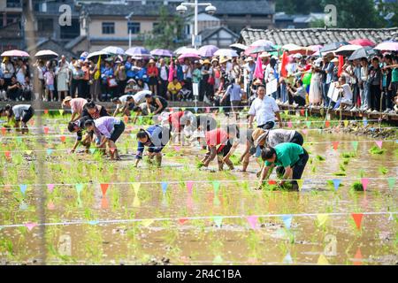 QIANXINAN, CHINA - MAY 27, 2023 - Farmers participate in a rice planting competition at a rice planting festival in Luna village, southwest China's Gu Stock Photo