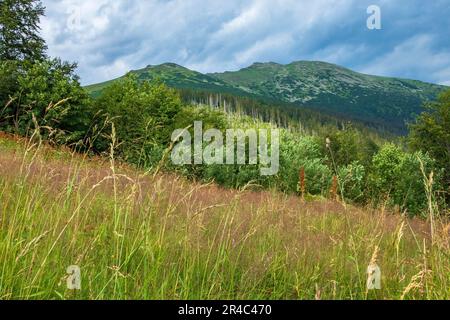 A grassy meadow against the background of a cloudy sky and mountains. Low Tatras, Slovakia. Stock Photo