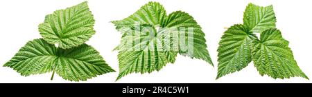 Set of raspberry green leaves isolated on white background with clipping path. Stock Photo