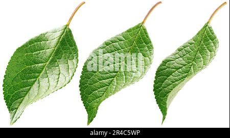 Set of plum leaf isolated on white background. Fruit green leaves with clipping path Stock Photo