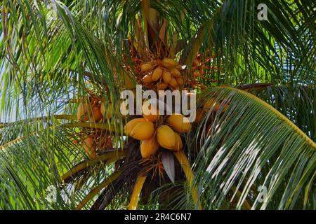 A tall and majestic coconut tree with multiple yellow coconuts hanging from its lush green foliage Stock Photo