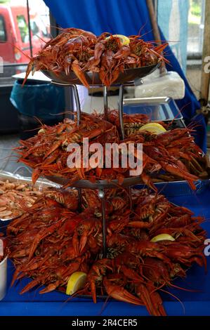 Boiled crawfishes served on trays in a kitchen of restaurant. Stock Photo