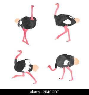 Set of watercolor ostrich isolated on white. Vector illustration. Stock Vector