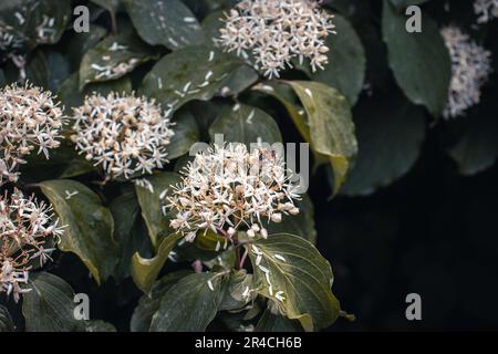 Blooming Choisya blossom flowers in the forest in spring concept photo. Stock Photo